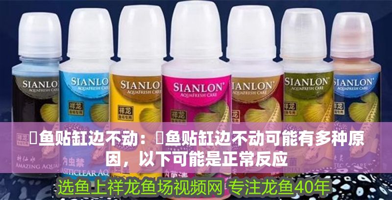 魟魚貼缸邊不動(dòng)：魟魚貼缸邊不動(dòng)可能有多種原因，以下可能是正常反應(yīng)