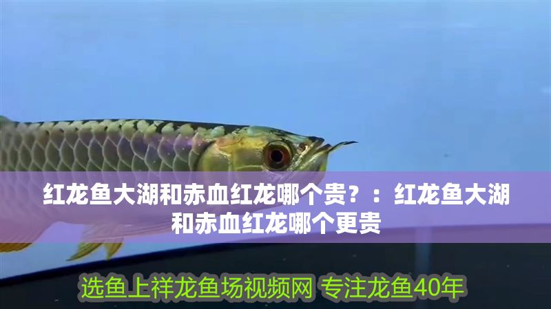 紅龍魚大湖和赤血紅龍哪個貴？：紅龍魚大湖和赤血紅龍哪個更貴