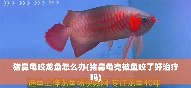 豬鼻龜咬龍魚怎么辦(豬鼻龜殼被魚咬了好治療嗎)