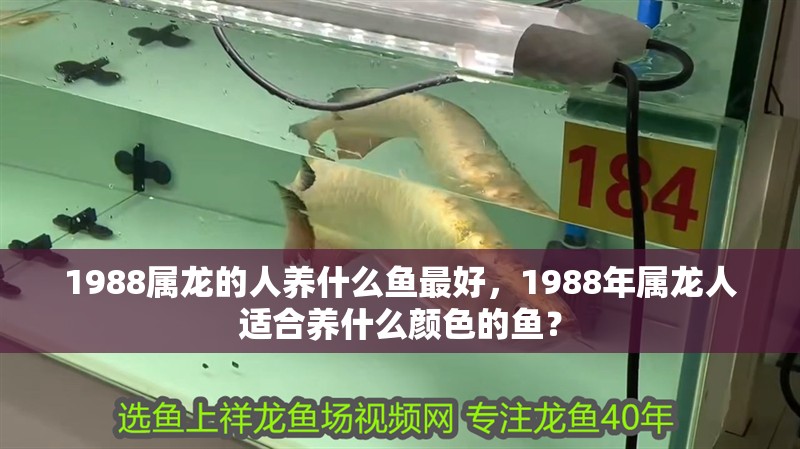 1988屬龍的人養(yǎng)什么魚最好，1988年屬龍人適合養(yǎng)什么顏色的魚？