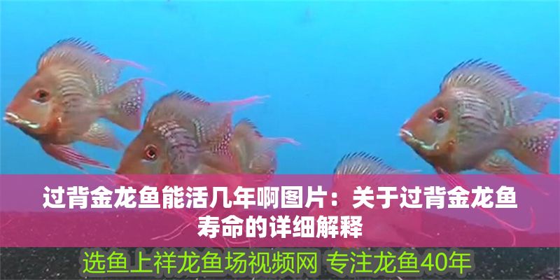 過背金龍魚能活幾年啊圖片：關于過背金龍魚壽命的詳細解釋