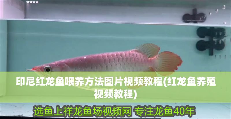 印尼紅龍魚喂養(yǎng)方法圖片視頻教程(紅龍魚養(yǎng)殖視頻教程)