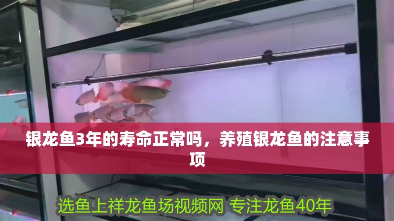 銀龍魚3年的壽命正常嗎，養殖銀龍魚的注意事項