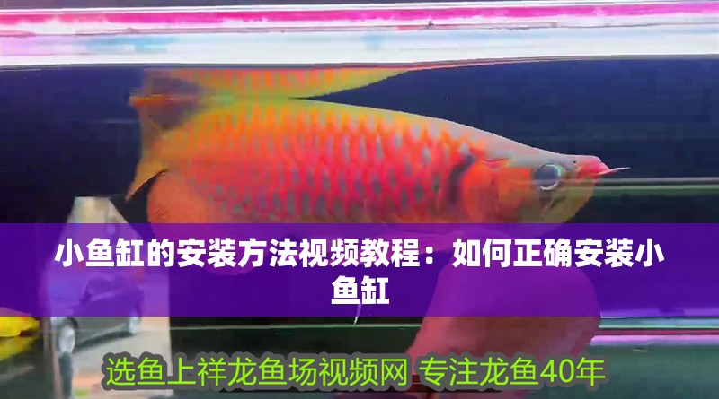 小魚缸的安裝方法視頻教程：如何正確安裝小魚缸