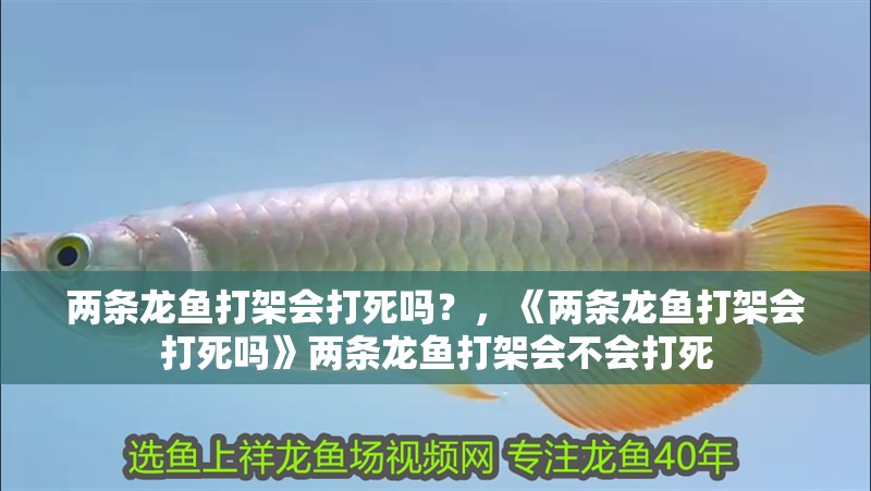 兩條龍魚(yú)打架會(huì)打死嗎？，《兩條龍魚(yú)打架會(huì)打死嗎》兩條龍魚(yú)打架會(huì)不會(huì)打死