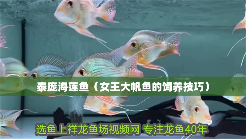 泰龐海蓮魚(yú)（女王大帆魚(yú)的飼養(yǎng)技巧）