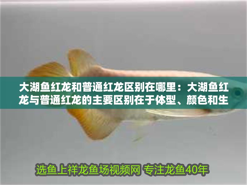 大湖魚紅龍和普通紅龍區(qū)別在哪里：大湖魚紅龍與普通紅龍的主要區(qū)別在于體型、顏色和生活習(xí)性
