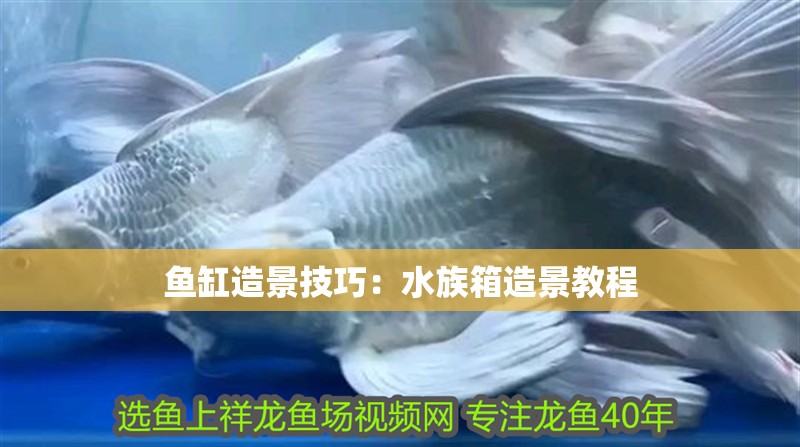 魚(yú)缸造景技巧：水族箱造景教程 魚(yú)缸造景技巧：水族箱造景教程 魚(yú)缸百科