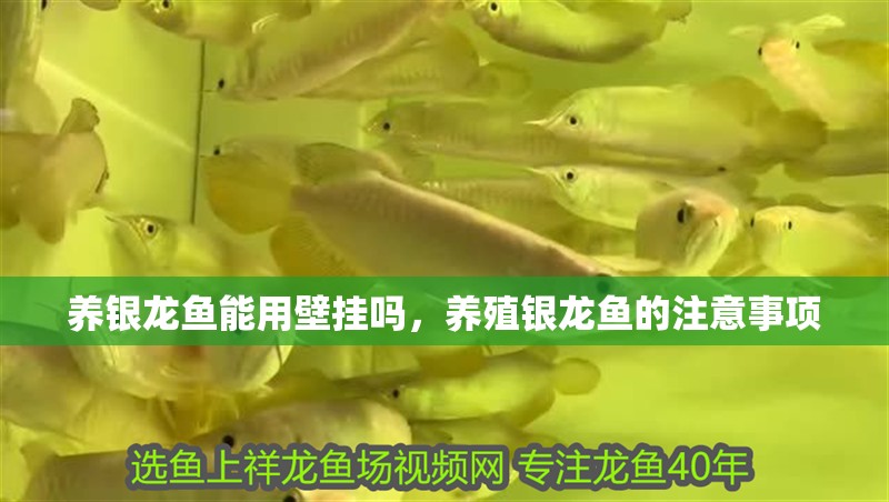 龍魚干蝦有營養嗎 養銀龍魚能用壁掛嗎,養殖銀龍魚的注意事項 水族問答 養銀龍魚能用壁掛嗎,養殖銀龍魚的注意事項 養銀龍魚能用壁掛嗎,養殖銀龍魚的注意事項 水族問答