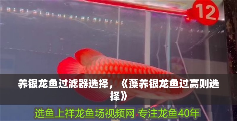 養銀龍魚過濾器選擇，《藻養銀龍魚過高則選擇》