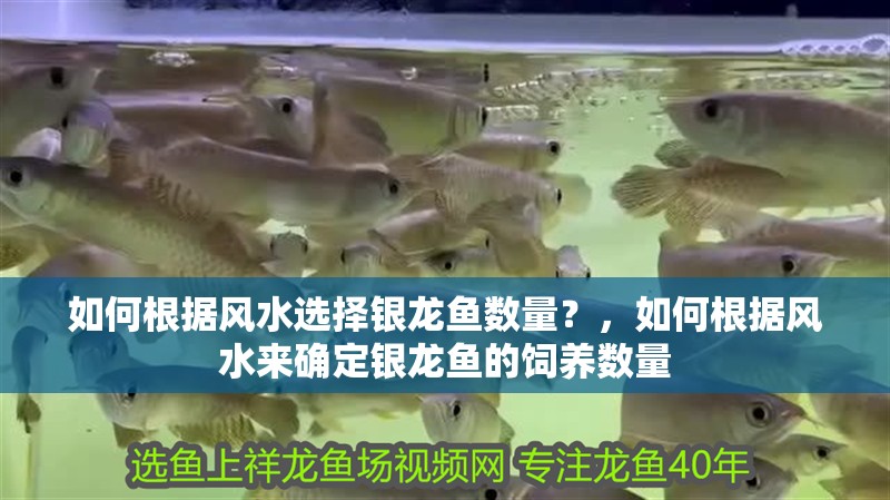 如何根據風水選擇銀龍魚數量？，如何根據風水來確定銀龍魚的飼養數量