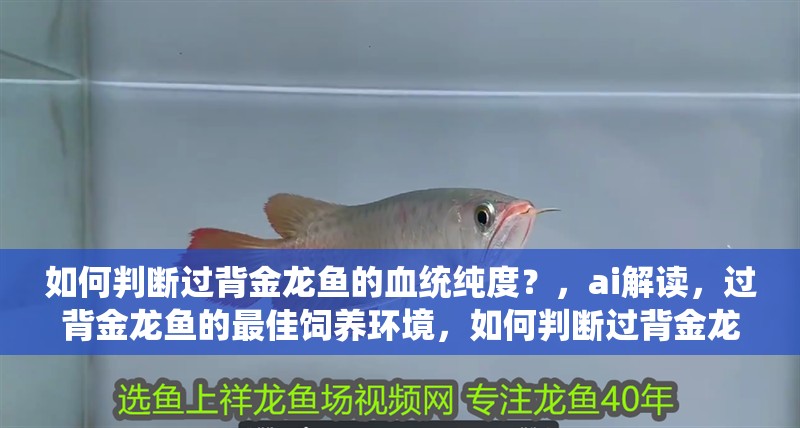 如何判斷過背金龍魚的血統純度？，ai解讀，過背金龍魚的最佳飼養環境，如何判斷過背金龍魚的年齡？