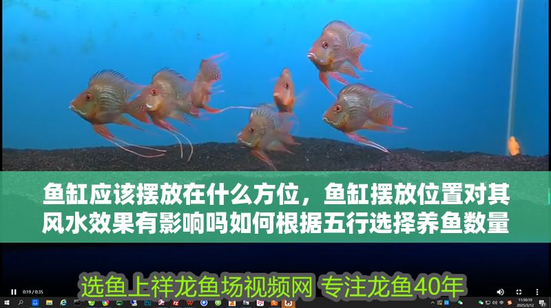 魚缸應該擺放在什么方位，魚缸擺放位置對其風水效果有影響嗎如何根據五行選擇養魚數量