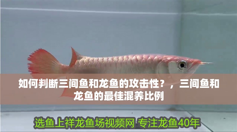 如何判斷三間魚和龍魚的攻擊性？，三間魚和龍魚的最佳混養(yǎng)比例