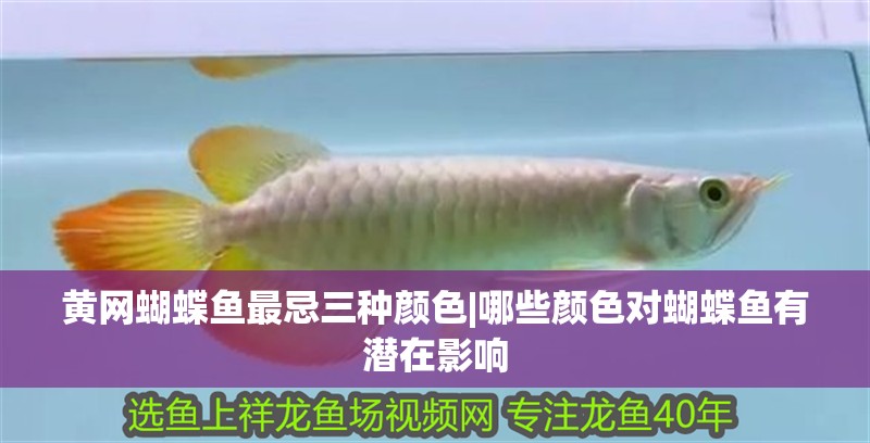 黃網蝴蝶魚最忌三種顏色|哪些顏色對蝴蝶魚有潛在影響