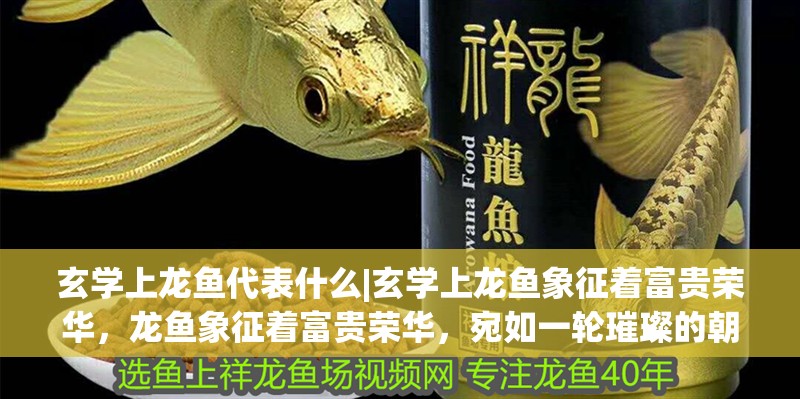 玄學上龍魚代表什么|玄學上龍魚象征著富貴榮華，龍魚象征著富貴榮華，宛如一輪璀璨的朝陽