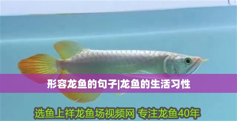 形容龍魚的句子|龍魚的生活習性