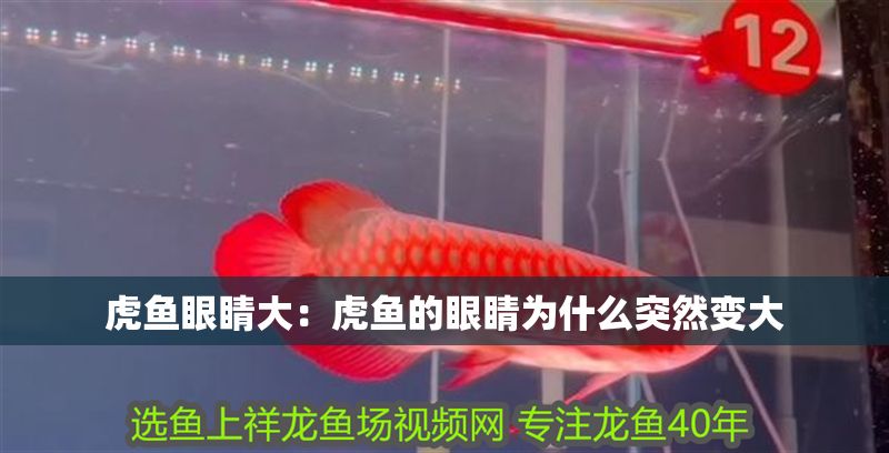 虎魚眼睛大：虎魚的眼睛為什么突然變大