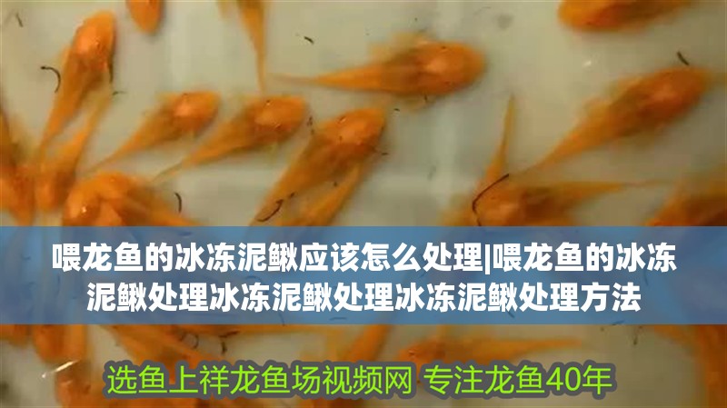 喂龍魚的冰凍泥鰍應該怎么處理|喂龍魚的冰凍泥鰍處理冰凍泥鰍處理冰凍泥鰍處理方法