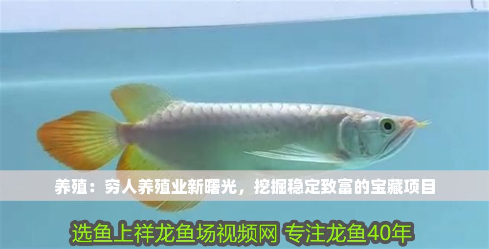 養(yǎng)殖：窮人養(yǎng)殖業(yè)新曙光，挖掘穩(wěn)定致富的寶藏項(xiàng)目