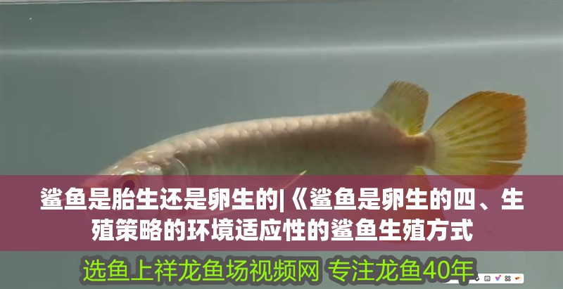 鯊魚是胎生還是卵生的|《鯊魚是卵生的四、生殖策略的環(huán)境適應(yīng)性的鯊魚生殖方式 鯊魚是胎生還是卵生的|《鯊魚是卵生的四、生殖策略的環(huán)境適應(yīng)性的鯊魚生殖方式 龍魚論壇