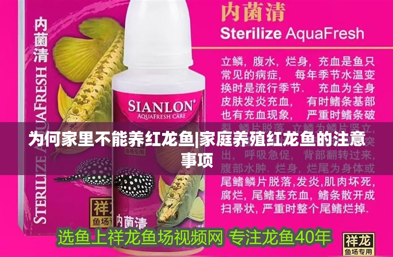 為何家里不能養(yǎng)紅龍魚|家庭養(yǎng)殖紅龍魚的注意事項