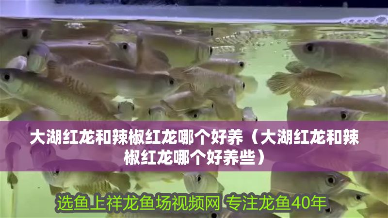 大湖紅龍和辣椒紅龍哪個好養（大湖紅龍和辣椒紅龍哪個好養些）