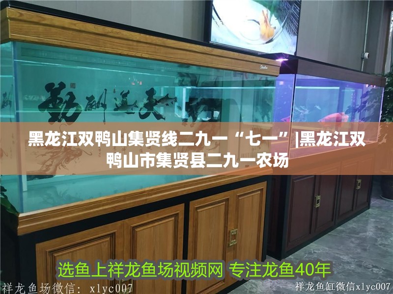黑龍江雙鴨山集賢線二九一“七一”|黑龍江雙鴨山市集賢縣二九一農場 黑龍江雙鴨山集賢線二九一“七一”|黑龍江雙鴨山市集賢縣二九一農場 龍魚論壇