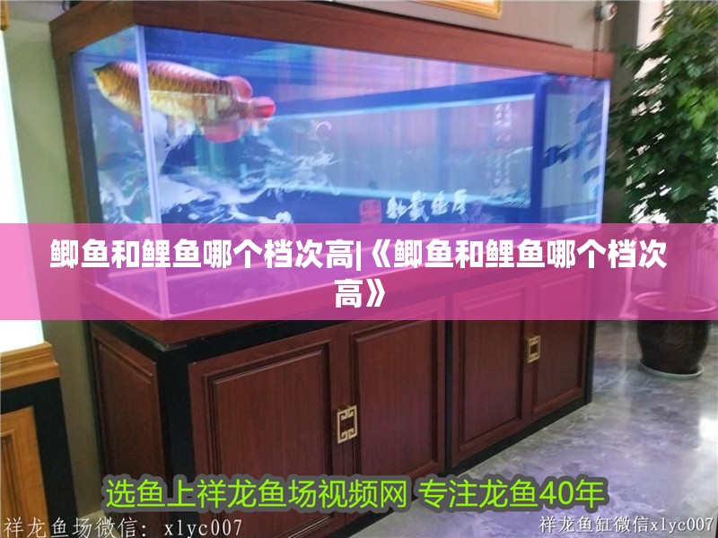 鯽魚和鯉魚哪個檔次高|《鯽魚和鯉魚哪個檔次高》