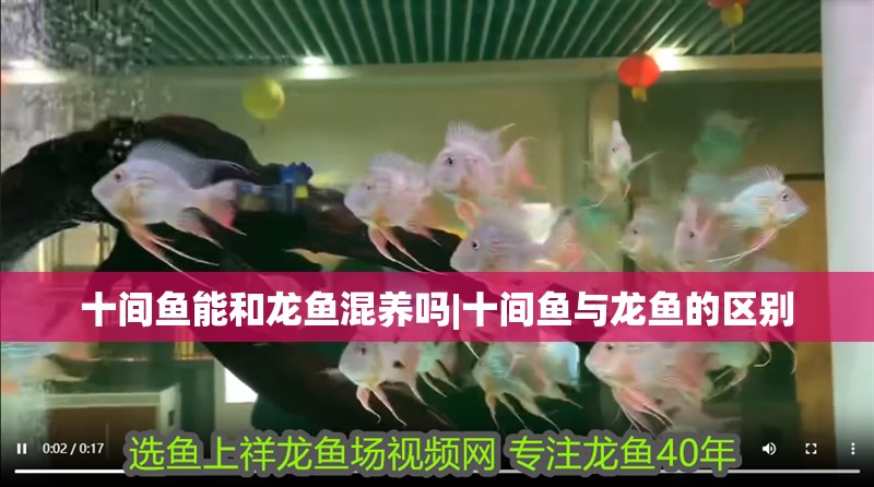 十間魚能和龍魚混養嗎|十間魚與龍魚的區別