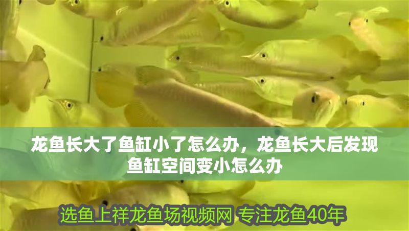 龍魚長大了魚缸小了怎么辦，龍魚長大后發現魚缸空間變小怎么辦