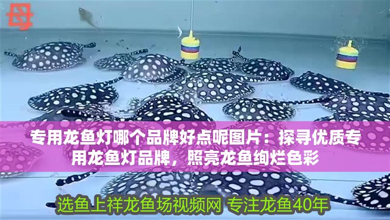 銀龍魚過背和高背區別圖解視頻(金龍魚過背和高背區別圖)