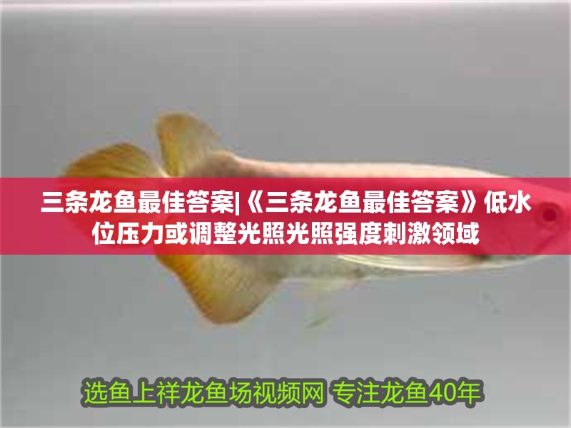 三條龍魚最佳答案|《三條龍魚最佳答案》低水位壓力或調整光照光照強度刺激領域 三條龍魚最佳答案|《三條龍魚最佳答案》低水位壓力或調整光照光照強度刺激領域 水族問答