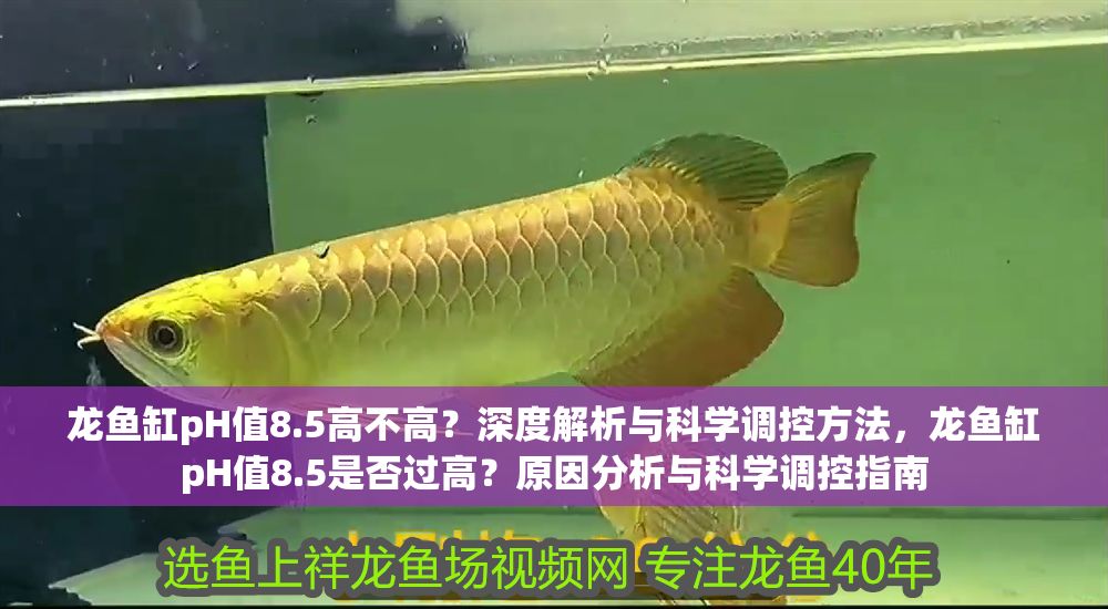 龍魚缸pH值8.5高不高？深度解析與科學調控方法，龍魚缸pH值8.5是否過高？原因分析與科學調控指南