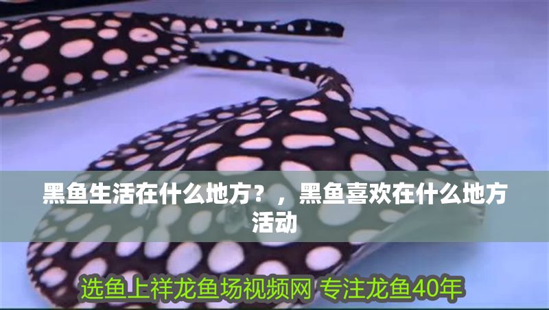 黑魚生活在什么地方?,黑魚喜歡在什么地方活動 元寶鳳凰魚百科 第1張 黑魚生活在什么地方?,黑魚喜歡在什么地方活動 黑魚生活在什么地方?,黑魚喜歡在什么地方活動 元寶鳳凰魚百科 第1張