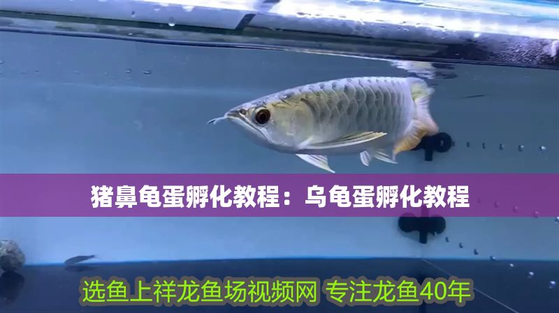 豬鼻龜蛋孵化教程：烏龜蛋孵化教程