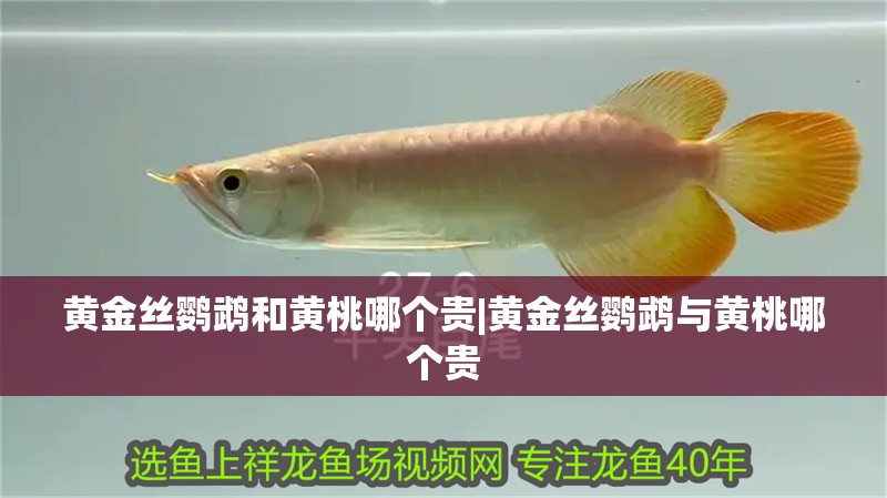 我的虎魚真菌感染了要怎么處理 黃金絲鸚鵡和黃桃哪個(gè)貴|黃金絲鸚鵡與黃桃哪個(gè)貴 龍魚論壇 黃金絲鸚鵡和黃桃哪個(gè)貴|黃金絲鸚鵡與黃桃哪個(gè)貴 黃金絲鸚鵡和黃桃哪個(gè)貴|黃金絲鸚鵡與黃桃哪個(gè)貴 龍魚論壇