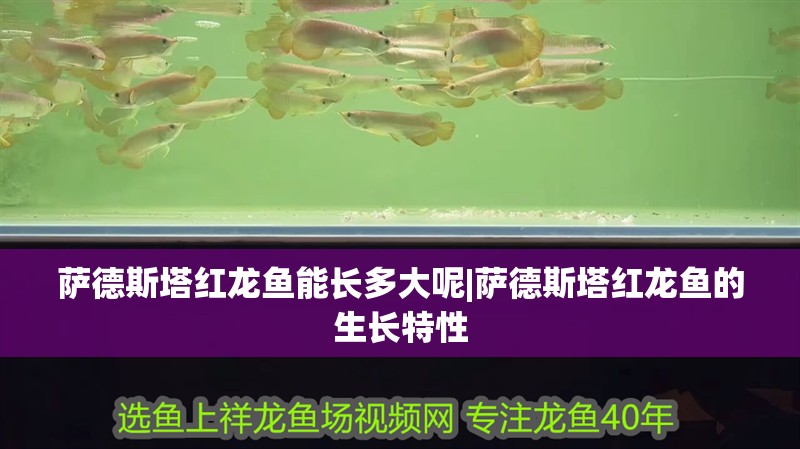 薩德斯塔紅龍魚能長多大呢|薩德斯塔紅龍魚的生長特性 薩德斯塔紅龍魚能長多大呢|薩德斯塔紅龍魚的生長特性 龍魚論壇