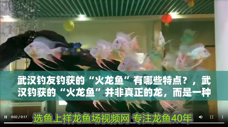 武漢釣友釣獲的“火龍魚(yú)”有哪些特點(diǎn)？，武漢釣獲的“火龍魚(yú)”并非真正的龍，而是一種外形奇特的觀賞魚(yú) 武漢釣友釣獲的“火龍魚(yú)”有哪些特點(diǎn)？，武漢釣獲的“火龍魚(yú)”并非真正的龍，而是一種外形奇特的觀賞魚(yú) 龍魚(yú)百科