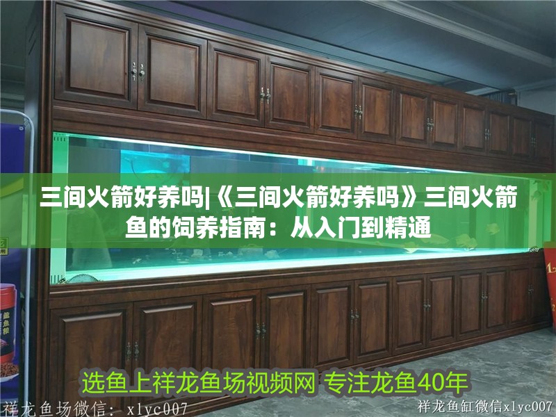 三間火箭好養(yǎng)嗎|《三間火箭好養(yǎng)嗎》三間火箭魚的飼養(yǎng)指南：從入門到精通