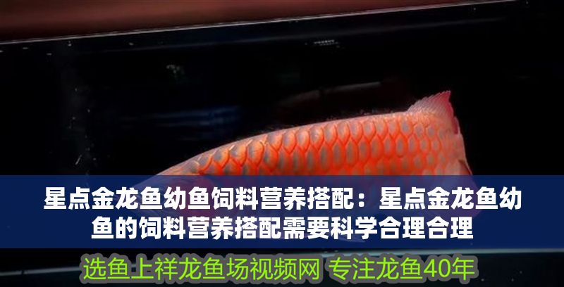 星點金龍魚幼魚飼料營養(yǎng)搭配：星點金龍魚幼魚的飼料營養(yǎng)搭配需要科學(xué)合理合理 星點金龍魚幼魚飼料營養(yǎng)搭配：星點金龍魚幼魚的飼料營養(yǎng)搭配需要科學(xué)合理合理 金龍魚百科 第1張
