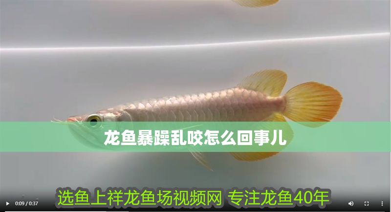 龍魚暴躁亂咬怎么回事兒