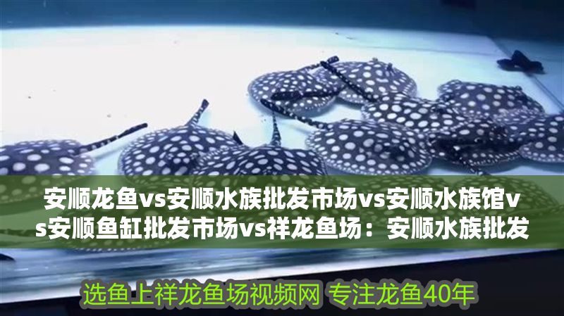 安順龍魚vs安順水族批發市場vs安順水族館vs安順魚缸批發市場vs祥龍魚場:安順水族批發市場、水族批發市場和魚缸批發市場價格對比 祥龍魚場各市分站 第2張 安順龍魚vs安順水族批發市場vs安順水族館vs安順魚缸批發市場vs祥龍魚場:安順水族批發市場、水族批發市場和魚缸批發市場價格對比 安順龍魚vs安順水族批發市場vs安順水族館vs安順魚缸批發市場vs祥龍魚場:安順水族批發市場、水族批發市場和魚缸批發市場價格對比 祥龍魚場各市分站 第2張