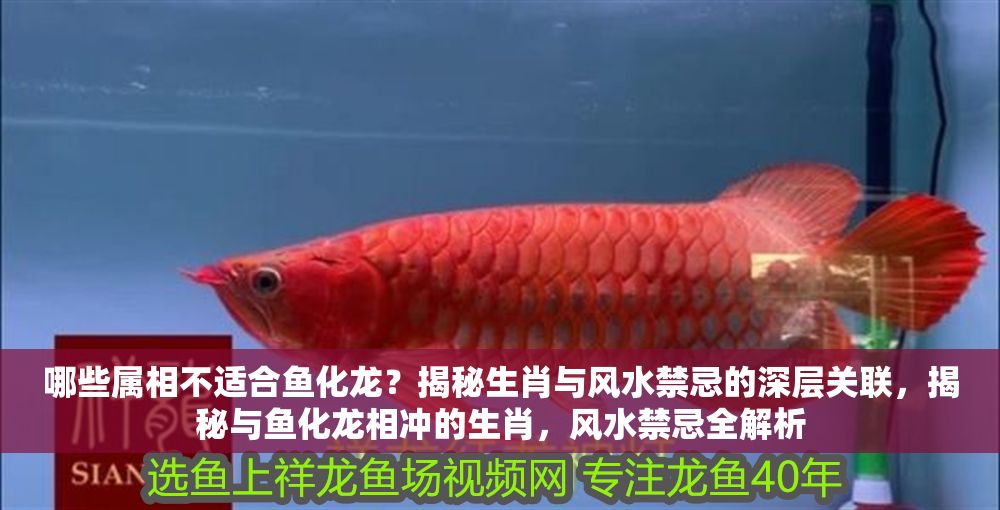 哪些屬相不適合魚化龍？揭秘生肖與風水禁忌的深層關聯，揭秘與魚化龍相沖的生肖，風水禁忌全解析