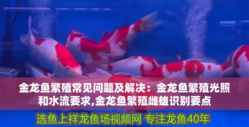金龍魚繁殖常見問題及解決：金龍魚繁殖光照和水流要求,金龍魚繁殖雌雄識別要點