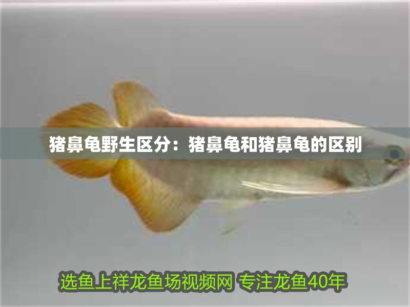 豬鼻龜野生區分：豬鼻龜和豬鼻龜的區別