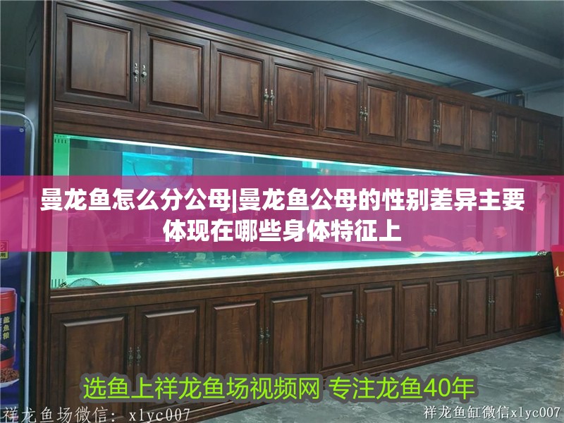 曼龍魚怎么分公母|曼龍魚公母的性別差異主要體現(xiàn)在哪些身體特征上