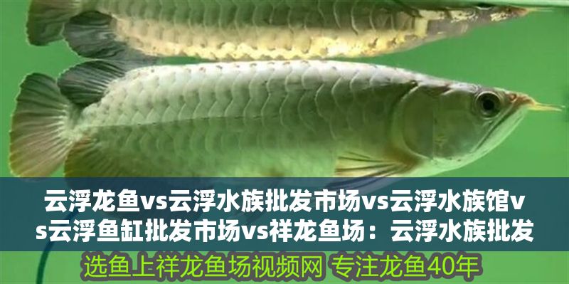云浮龍魚(yú)vs云浮水族批發(fā)市場(chǎng)vs云浮水族館vs云浮魚(yú)缸批發(fā)市場(chǎng)vs祥龍魚(yú)場(chǎng):云浮水族批發(fā)市場(chǎng) 祥龍魚(yú)場(chǎng)各市分站 第2張 云浮龍魚(yú)vs云浮水族批發(fā)市場(chǎng)vs云浮水族館vs云浮魚(yú)缸批發(fā)市場(chǎng)vs祥龍魚(yú)場(chǎng):云浮水族批發(fā)市場(chǎng) 云浮龍魚(yú)vs云浮水族批發(fā)市場(chǎng)vs云浮水族館vs云浮魚(yú)缸批發(fā)市場(chǎng)vs祥龍魚(yú)場(chǎng):云浮水族批發(fā)市場(chǎng) 祥龍魚(yú)場(chǎng)各市分站 第2張