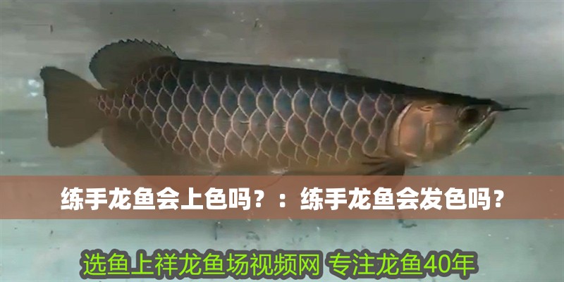 練手龍魚會上色嗎？：練手龍魚會發色嗎？ 練手龍魚會上色嗎？：練手龍魚會發色嗎？ 龍魚百科