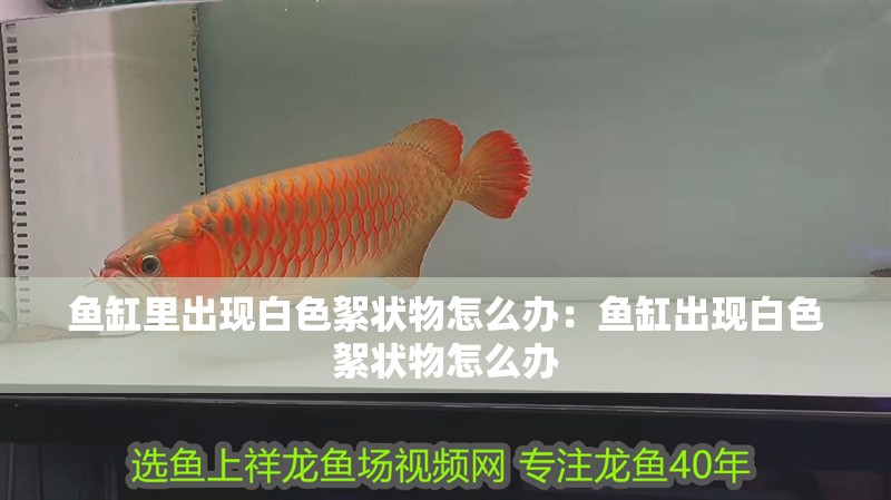 魚缸里出現白色絮狀物怎么辦：魚缸出現白色絮狀物怎么辦